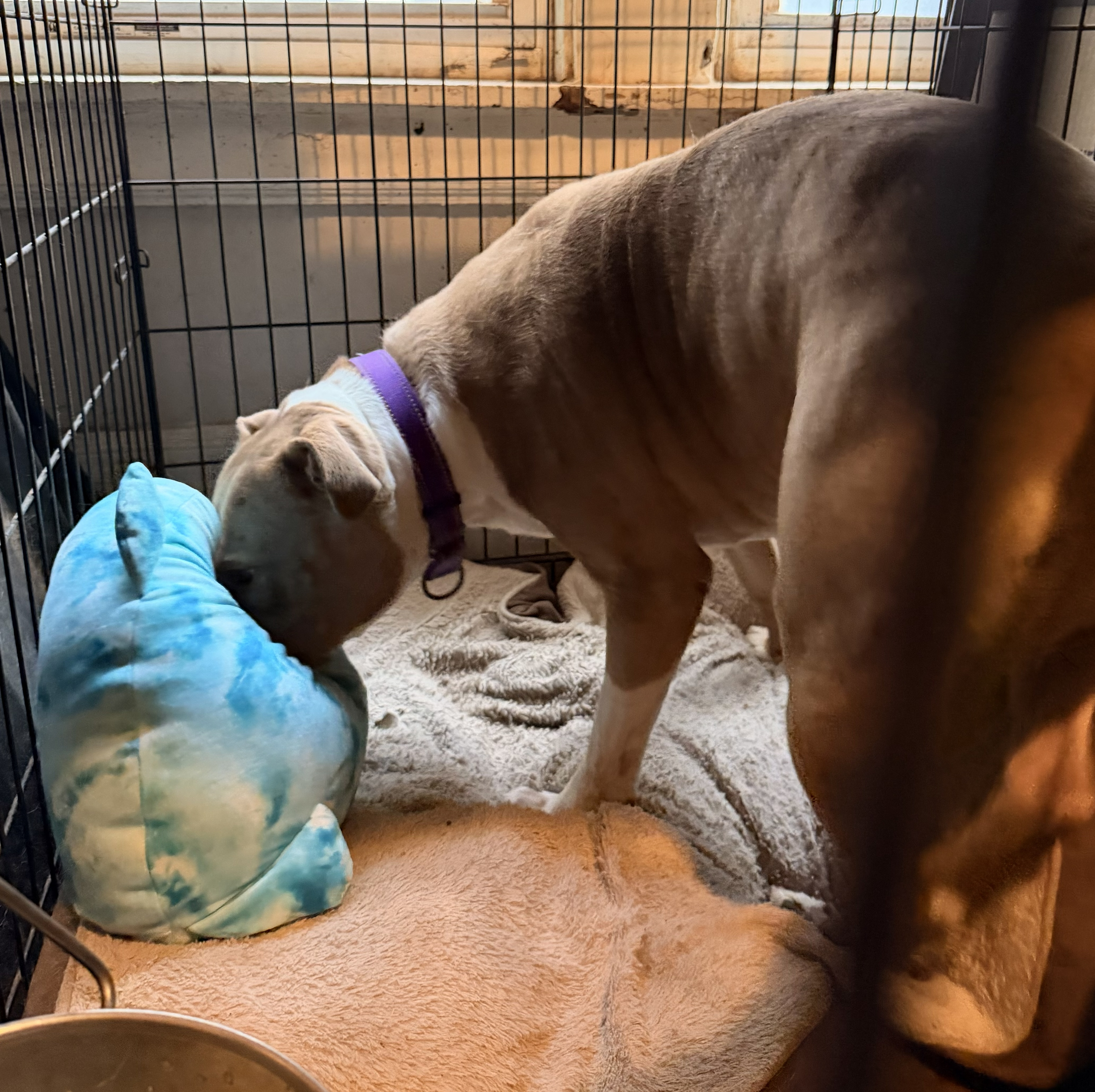 Nova: Adopt or Forever Foster